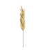 Pampas | Élégance et Douceur Intemporelle pour Votre Décor