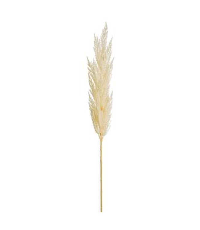 Pampas | Élégance et Douceur Intemporelle pour Votre Décor