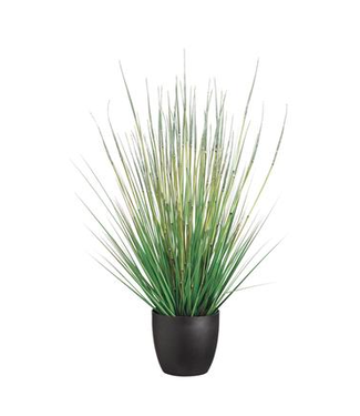 Herbe en Pot