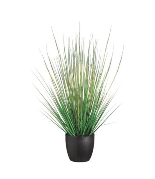 Herbe en Pot | Une Touche de Nature et de Sérénité