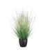 Herbe en Pot