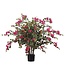 Bougainvillier Rose en Pot