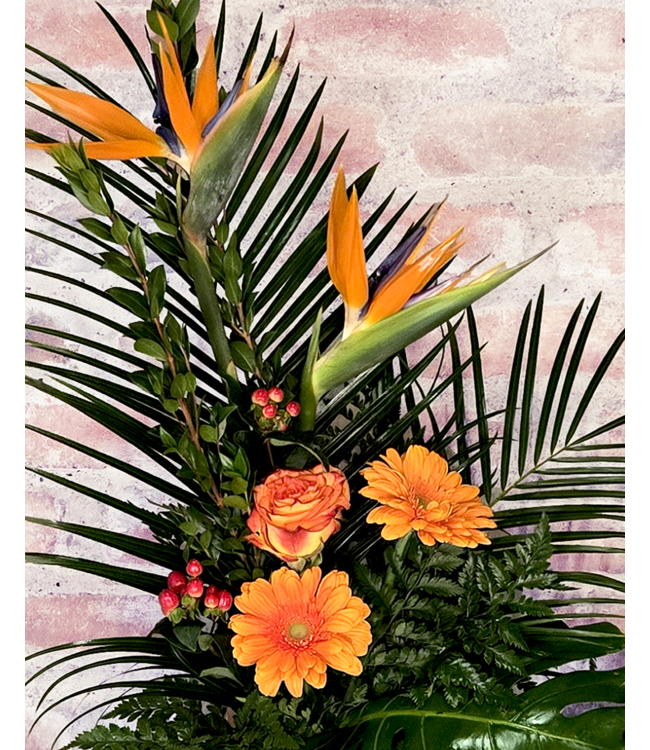 Coup de Foudre | SV-013