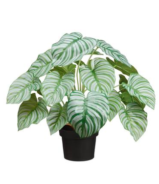 Calathea en Pot Vert Pâle