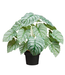 Calathea en Pot Vert Pâle