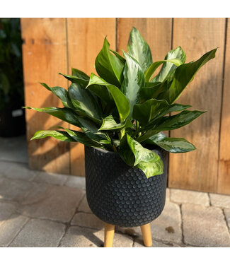 Aglaonema 'Silver Bay'