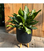 Aglaonema 'Silver Bay' | Une Touche Exotique pour votre Intérieur