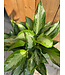 Aglaonema 'Silver Bay' | Une Touche Exotique pour votre Intérieur