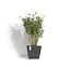 Ecopots Pot Rotterdam gris foncé | Élégance moderne pour la maison et le jardin