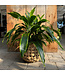 Dracaena Art Carmen