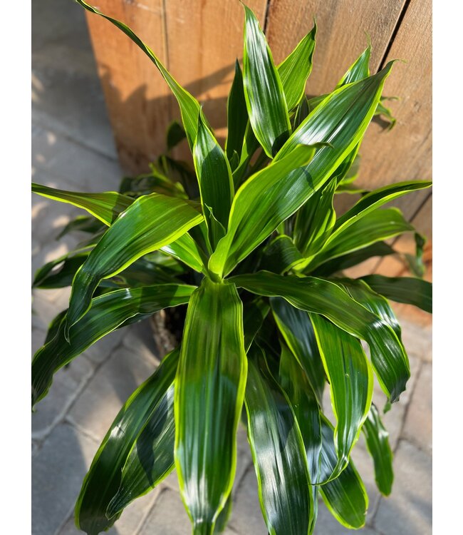 Dracaena Art Carmen | La Symphonie Végétale qui Transforme votre Intérieur