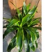 Dracaena Art Carmen | La Symphonie Végétale qui Transforme votre Intérieur