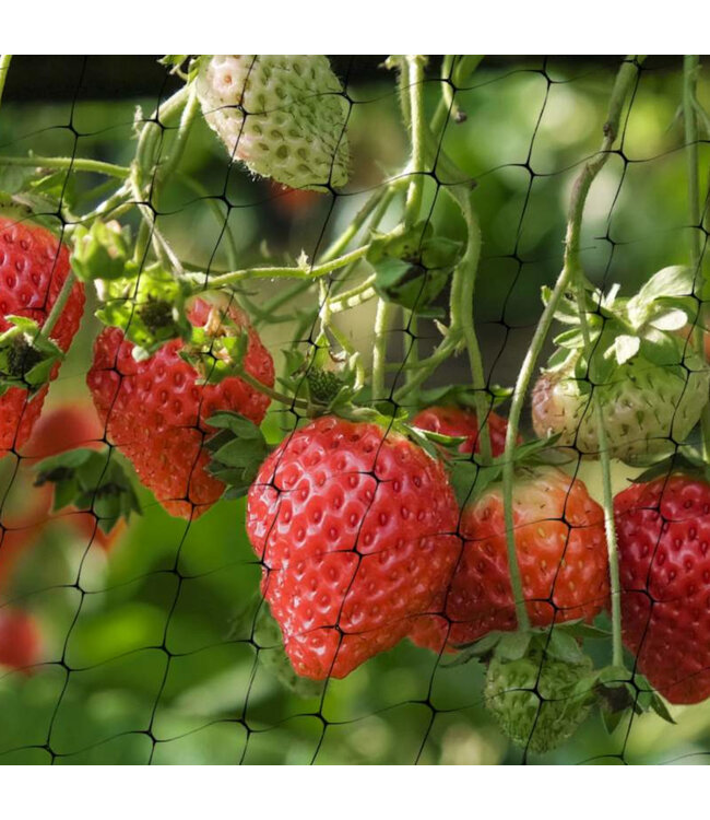 Filet protecteur pour oiseaux 13 x 13 pi | Efficace pour cultures et jardins