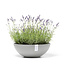 Ecopots Bol Vienna Blanc-Gris | Design Doux et Naturel