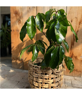 Schefflera actinophylla "Amate"