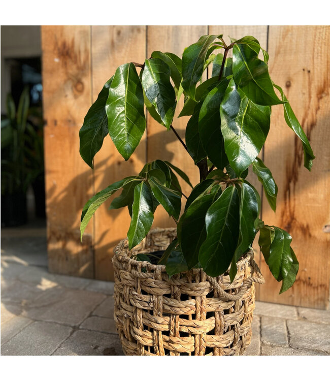 Schefflera actinophylla "Amate" | Plante verte tropicale au feuillage abondant