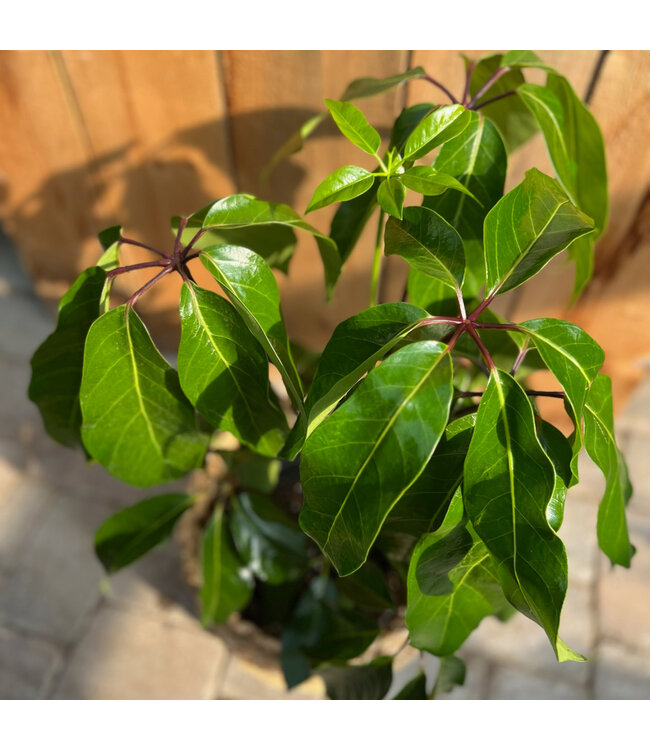 Schefflera actinophylla "Amate" | Plante verte tropicale au feuillage abondant