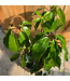 Schefflera actinophylla "Amate" | Plante verte tropicale au feuillage abondant