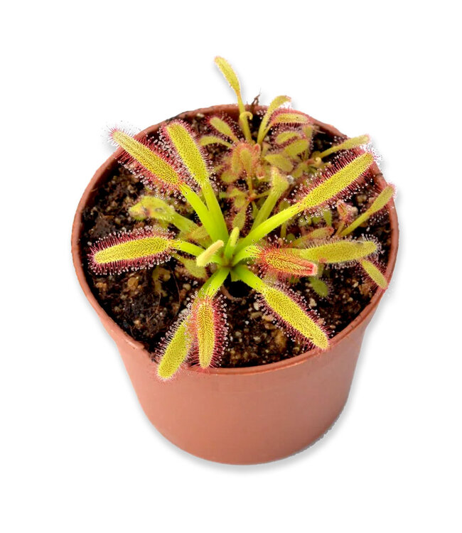 Drosera Capensis | Beauté carnivore au charme envoûtant