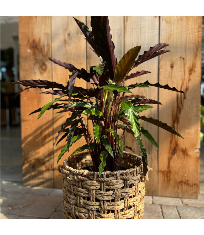 Calathea rufibarba | Élégance velouté pour votre intérieur