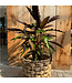 Calathea rufibarba | Élégance velouté pour votre intérieur
