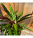 Calathea rufibarba | Élégance velouté pour votre intérieur