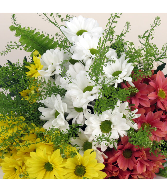 Margo à gogo | Explosion de marguerites colorées pour le printemps