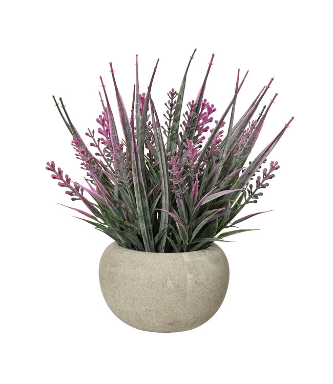 Lavande lilas en pot |  Délicat et lumineux