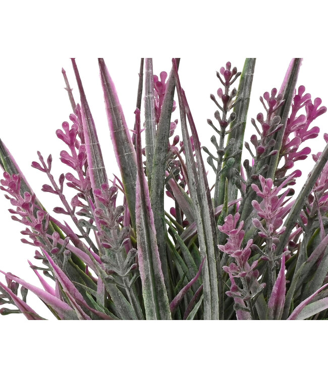 Lavande lilas en pot |  Délicat et lumineux