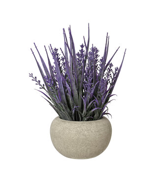 Lavande mauve en pot 8 po