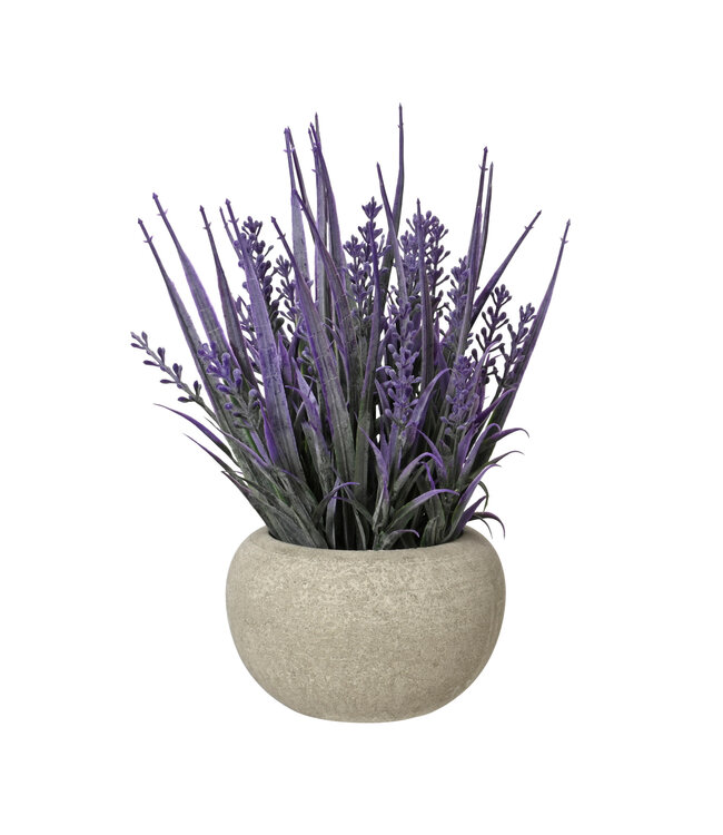 Lavande mauve en pot | Doux et Apaisant