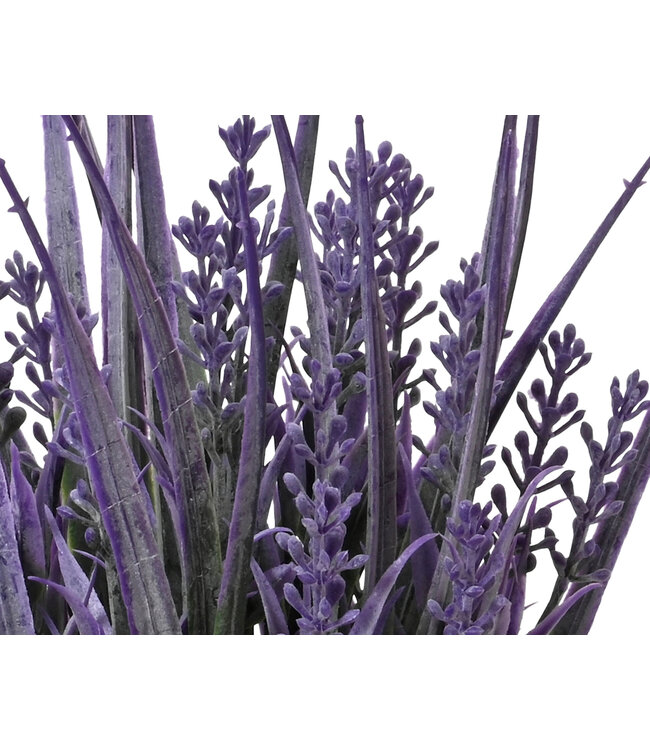 Lavande mauve en pot | Doux et Apaisant