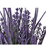 Lavande mauve en pot | Doux et Apaisant