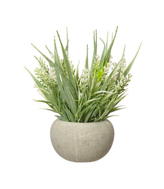 Lavande vert et blanc en pot 8 po