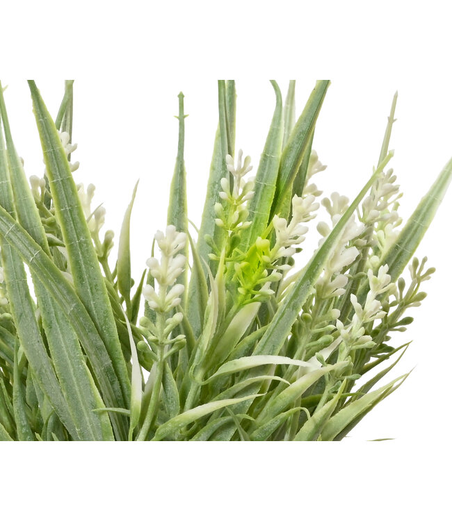 Lavande vert et blanc en pot | Doux et Apaisant