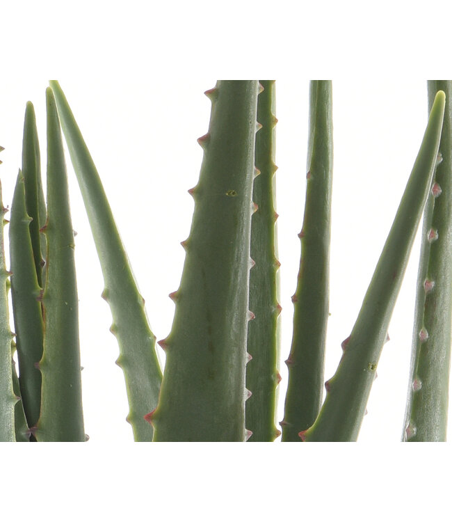 Aloe artificielle en pot - 15,5"