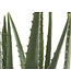 Aloe artificielle en pot - 15,5"