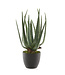Aloe artificielle en pot - 15,5"