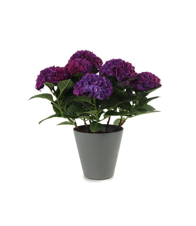 Hydrangée de Pâques bleu | Plante printanière colorée pour votre décor