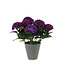 Hydrangée de Pâques bleu | Plante printanière colorée pour votre décor