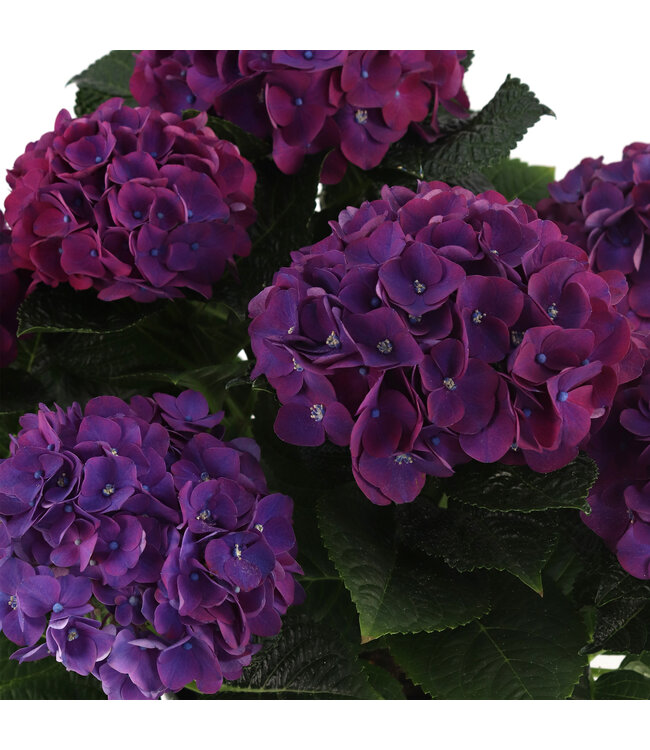 Hydrangée de Pâques bleu | Plante printanière colorée pour votre décor