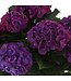 Hydrangée de Pâques bleu | Plante printanière colorée pour votre décor
