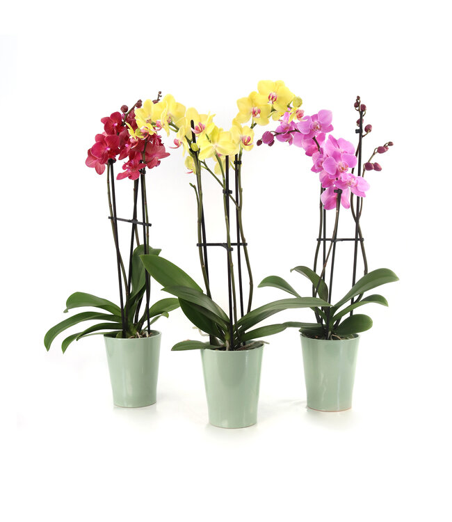 Orchidée Phalaenopsis | Élégance florale pour le printemps