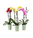 Orchidée Phalaenopsis 5 po