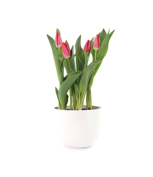 Tulipes en pot | Des bulbes en pot!