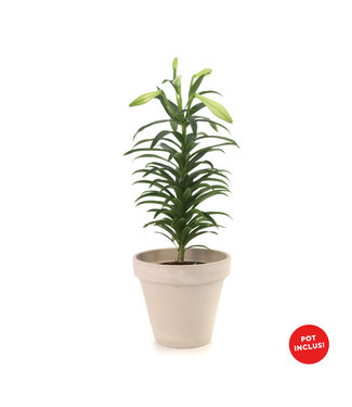 Lys de Pâques avec pot décoratif