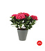 Hydrangée rose avec pot décoratif