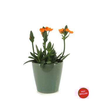 Ornithogalum 6 po et son pot