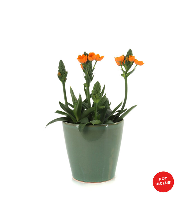 Ornithogalum 6 po et son pot | L'éclat du printemps orangé