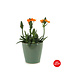 Ornithogalum 6 po et son pot | L'éclat du printemps orangé